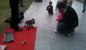 Quand la fillette s’approche de ce petit chien, elle n’en croit pas ses yeux !