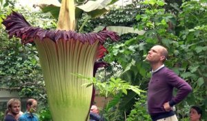 L'arum titan, la plante la plus grande du monde, est à Bruxelles