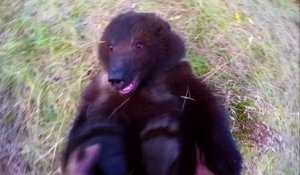 Man tickling wild Grizzly Bear