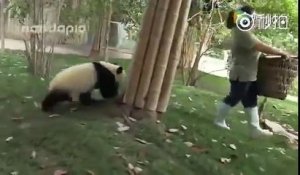 Quand des pandas prennent un malin plaisir à faire tourner en bourrique une femme de ménage (à voir absolument) !