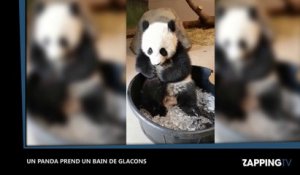 Un panda s'amuse dans un bain de glaçons (Vidéo)