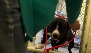 Un pitbull susceptible d’être euthanasié se fait adopter. Sa réaction lorsqu’il comprend qu’il est adopté...
