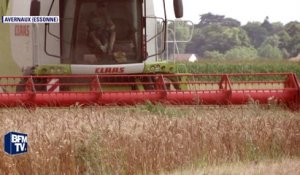 Année catastrophique pour les récoltes de blé en France