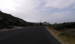 Des cyclistes chassés par une autruche bien énervée! Flippant