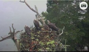 Attaque d'un Aigle d'Amérique sur un nid de rapaces