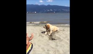 Les chiens à la plage ? ça creuse dans le sable sans raisons LOL