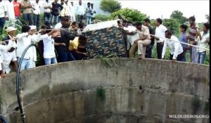 Sauvetage d'un Léopard tombé dans un puis en Inde