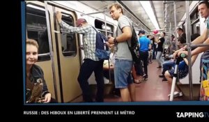 Russie : Des voyageurs insolites prennent le métro avec leurs hiboux en liberté ! (Vidéo)