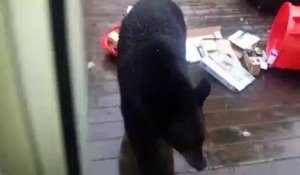 Un ours affamé vient piquer les pommes sur la terrasse... Ahahah