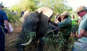 Un éléphant mal en point se dirige vers des humains pour demander de l'aide !