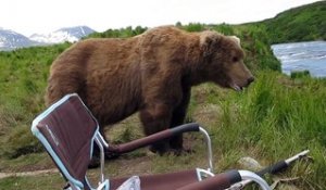 Un ours s'approche d'un homme et se couche à côté de lui !