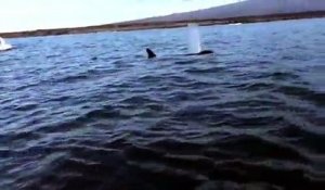 Une orque projette une tortue de mer dans les airs