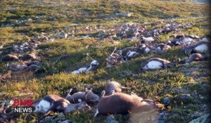 320 rennes tués en Norvège frappés par 1 éclair dans un champs !