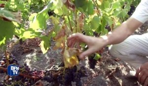 Gironde: l'été chaud ne fait pas l'affaire des viticulteurs