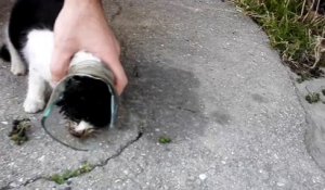 L'incroyable sauvetage d'un chaton bloqué dans une bouteille !