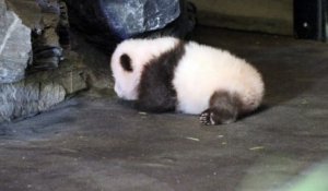 Les premiers pas du bébé panda à Pairi Daiza