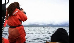 Japon : les photos hallucinantes d'une orque blanche d'une extrême rareté