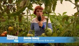 la cueillette de fruits et légumes chez un agriculteur de Chevigny-Saint-Sauveur : Direct 1