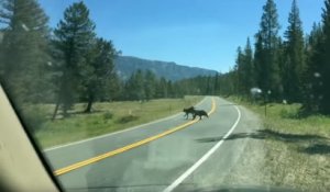 Une vache est attaquée par un grizzli au beau milieu d'une route aux Etats Unis !