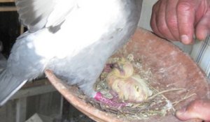 Saint-Just-en-Chaussée : avez-vous déjà vu un bébé pigeon de trois jours ?