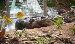 Australie: la police capture un crocodile mangeur de vaches