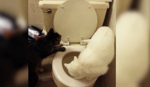 Un chat fait ses besoins aux toilettes et tire la chasse d'eau