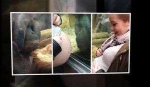 Une femme enceinte montre son gros bidon à un orang-outang qui a une réaction magique