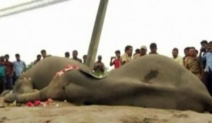 Deux éléphants électrocutés dans l'Est de l'Inde