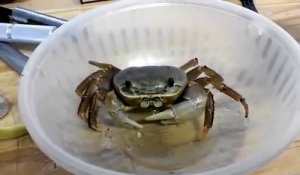 Insolite : lorsqu'un crabe domestique savoure une banane
