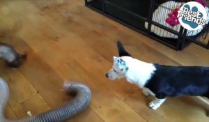 Ce chien adore jouer avec les deux furets de la famille !