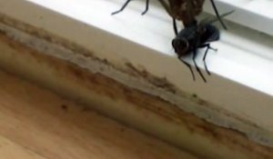 L attaque d une araignée contre une mouche ! Violent et sans pitié