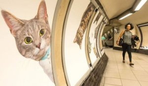 Quand des chats envahissent le métro de Londres pour nous faire réagir