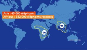 Le commerce de l’ivoire, un désastre pour les éléphants