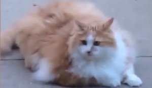 Dans Cette Video Un Chat Affronte Une Enorme Araignee Australienne Sous Les Cris De Sa Proprietaire Sur Orange Videos