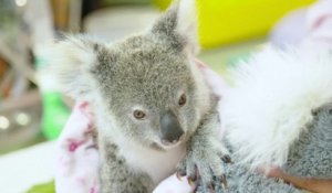 Un koala orphelin se console avec une peluche