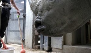 Le training des rhinocéros blancs au Parc Zoologique de Paris