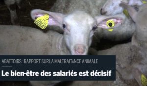 Rapport sur les abattoirs : " Du salarié au responsable de l'abattoir, il y a un intérêt commun à ce que le bien être animal soit respecté" le bien-être des salariés est central