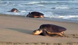 Des milliers de tortues reviennent pondre sur une plage mexicaine