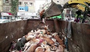 A Karachi, pas de répit pour les chiens errants
