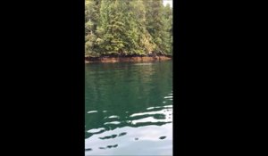 Cette baleine à bosse chasse à quelques metres d'un bateau... Incroyable