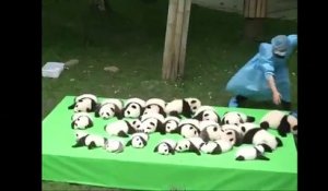 23 bébés Pandas nés dans un même Zoo en Chine présentés au Public