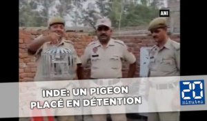 Un pigeon qui transportait une lettre de menaces placé en détention