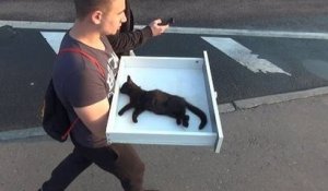 Emouvant sauvetage d'un chaton dans un parc en Russie.