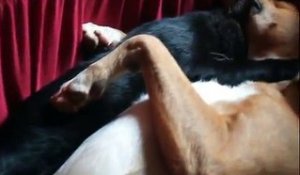 Un couple chien et chat dorment dans les pattes l'un de l'autre comme 2 amoureux !