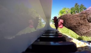 Piano joué par une poule... Beethoven serait fier LOL