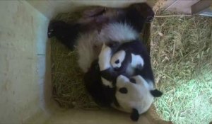 Le zoo de Vienne cherche un nom pour l'un de ses bébés pandas