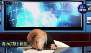 Un chien comme présentateur TV célèbre au Japon.. Sont fous !