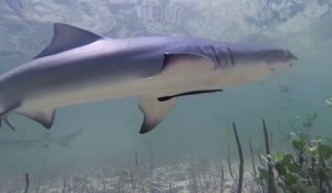 Il se tient debout au milieu de bébés requins nageant en Floride