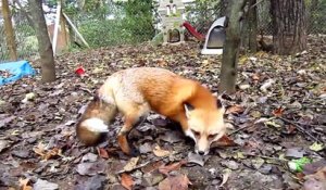 Un Bebe Fennec Trop Mignon Sur Orange Videos