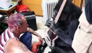 Le bassiste Flea des Red Hot Chili Peppers joue avec un gorille !